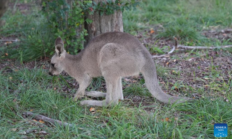 A kangaroo eats grass in Canberra, Australia, May 5, 2026. (Photo: Xinhua)