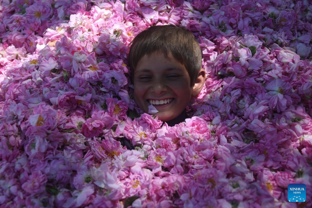 A boy is seen among rose petals at a rose garden in Dara-i-Noor district of Nangarhar province, Afghanistan, May 4, 2026. Collecting rose petals when the flowers are in full bloom serves as a seasonal source of income for local residents in Dara-i-Noor. (Photo: Xinhua)
