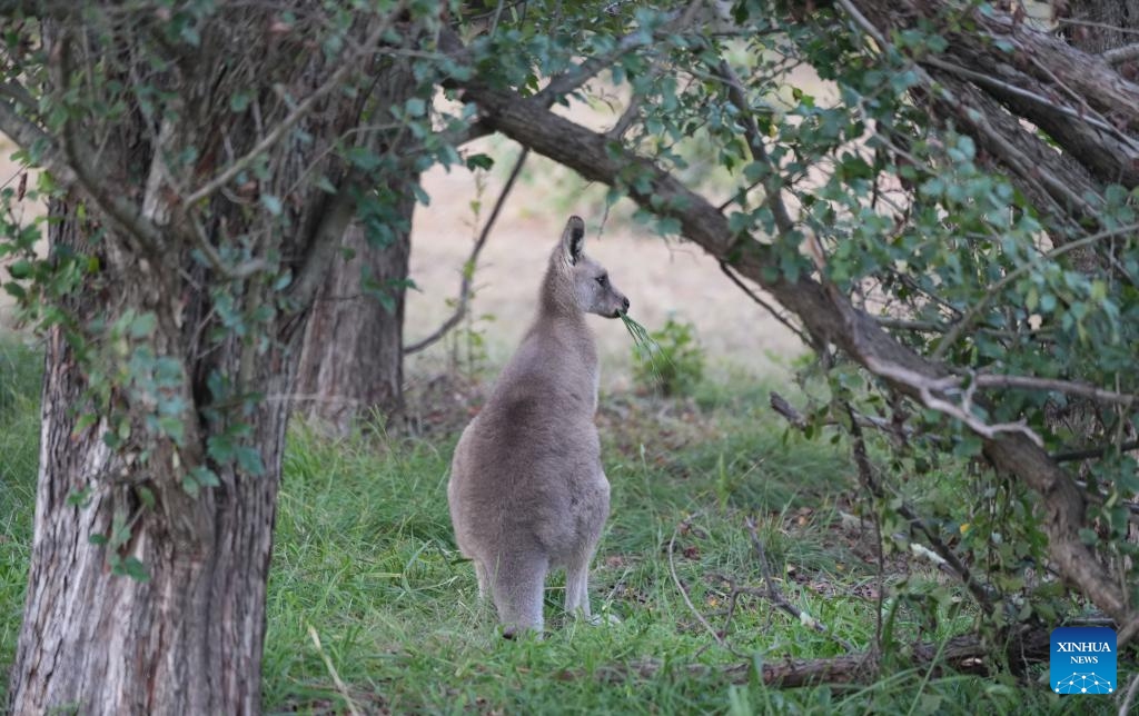 A kangaroo eats grass in Canberra, Australia, May 5, 2026. (Photo: Xinhua)
