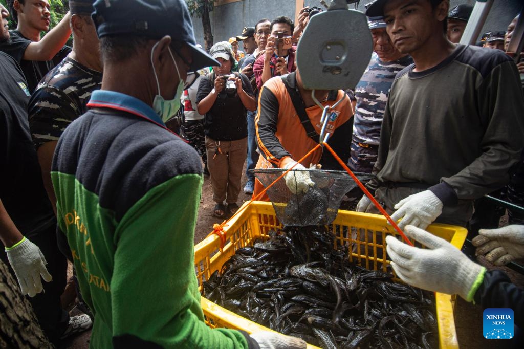 Workers weigh a basket of suckermouth catfish during an operation targeting invasive species in a river in Jakarta, Indonesia, May 5, 2026. (Photo: Xinhua)