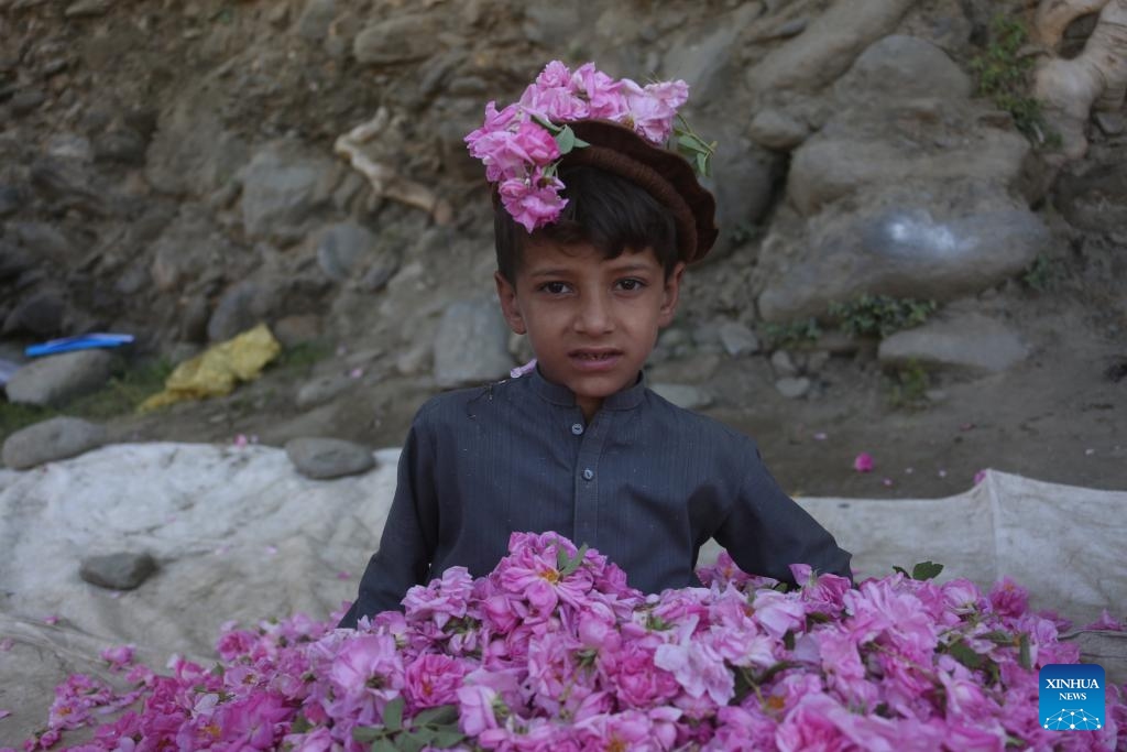 A boy poses for photos with rose petals at a rose garden in Dara-i-Noor district of Nangarhar province, Afghanistan, May 4, 2026. Collecting rose petals when the flowers are in full bloom serves as a seasonal source of income for local residents in Dara-i-Noor. (Photo: Xinhua)