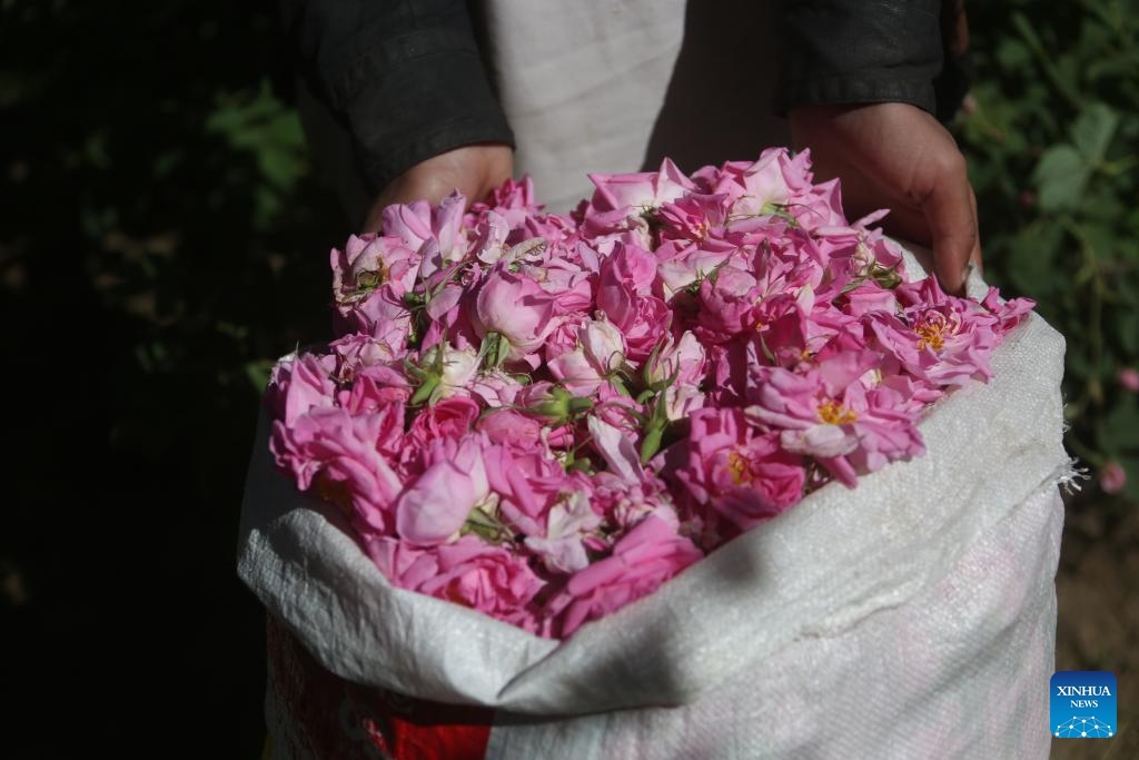 A child shows rose petals at a rose garden in Dara-i-Noor district of Nangarhar province, Afghanistan, May 4, 2026. Collecting rose petals when the flowers are in full bloom serves as a seasonal source of income for local residents in Dara-i-Noor. (Photo: Xinhua)