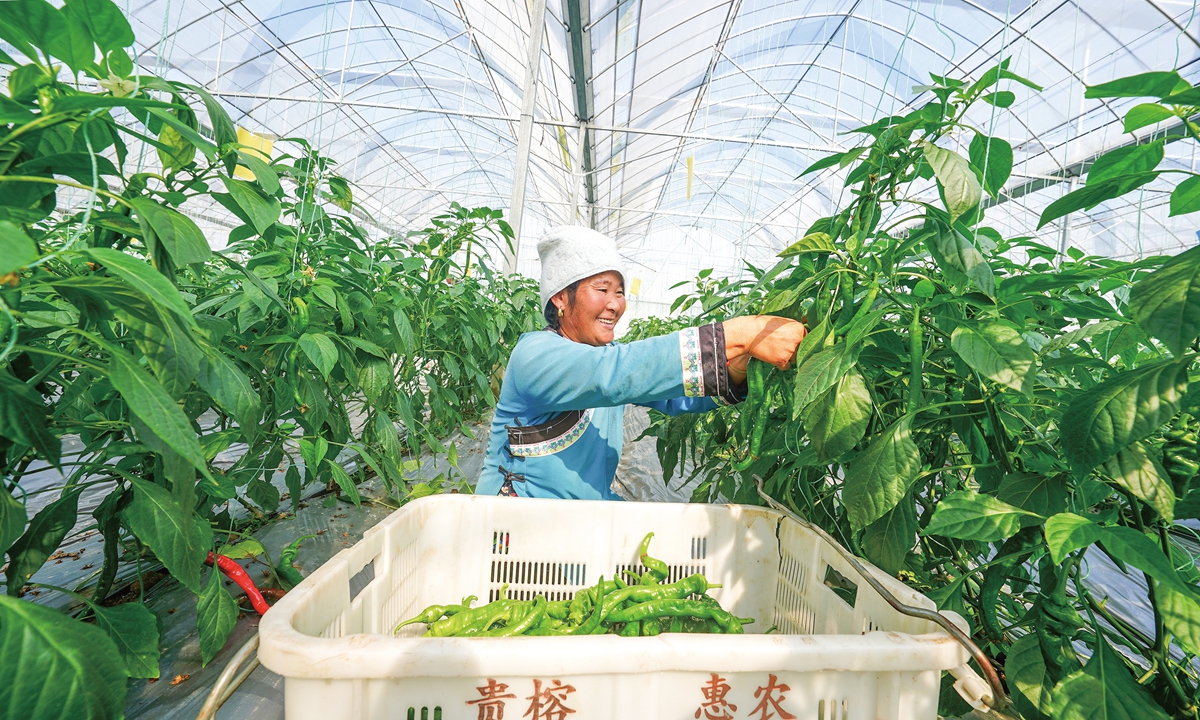 A villager harvests fresh chili peppers at a vegetable base in Qiandongnan prefecture, Southwest China's Guizhou Province on January 18, 2024. Photo: VCG