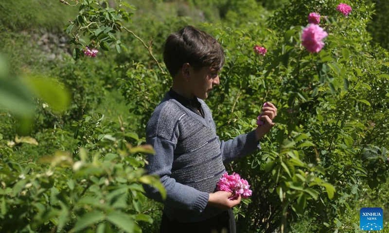 A boy collects rose petals at a rose garden in Dara-i-Noor district of Nangarhar province, Afghanistan, May 4, 2026. Collecting rose petals when the flowers are in full bloom serves as a seasonal source of income for local residents in Dara-i-Noor. (Photo: Xinhua)