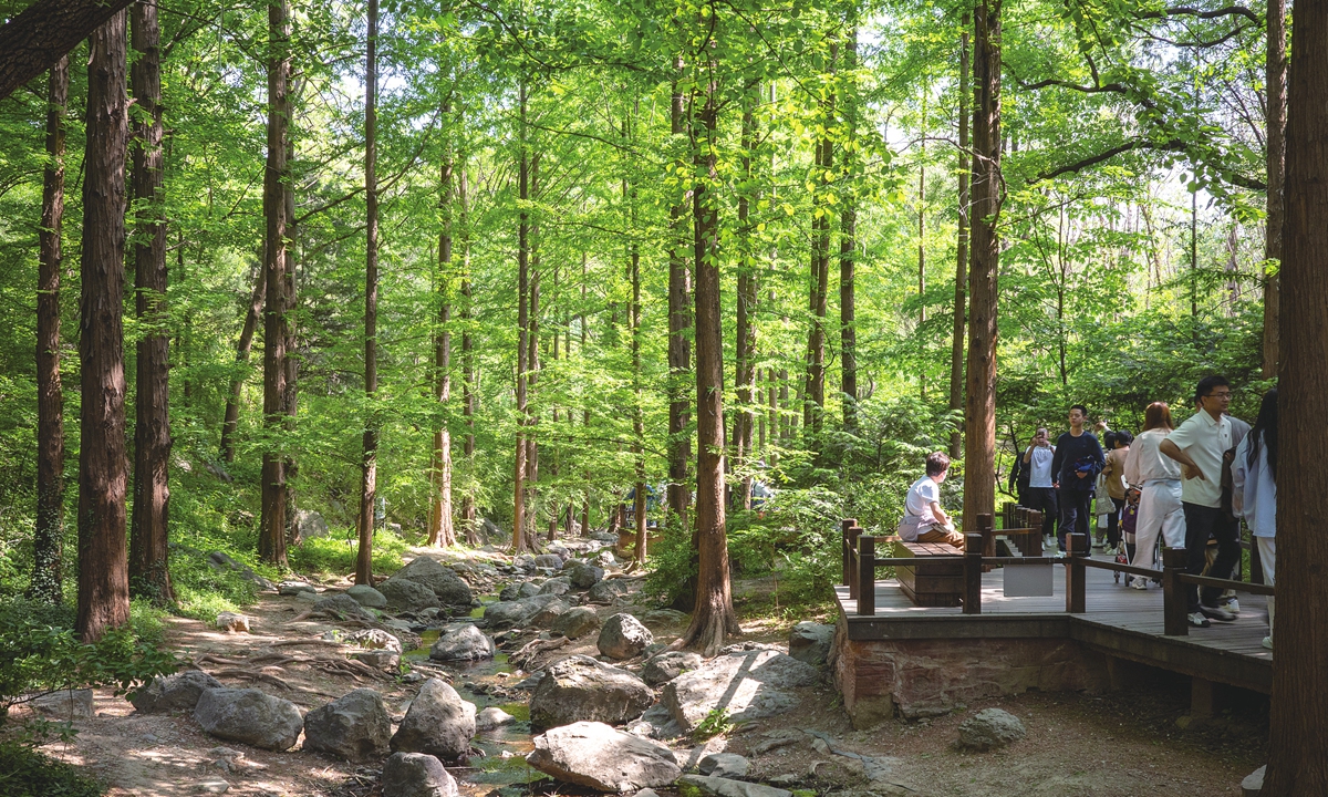Visitors enjoy spring outing among the dawn redwood forest scenery at the National Botanical Garden in Beijing on May 5, 2026. Photo: VCG