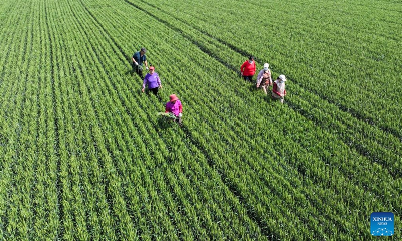 Farmers weed in a wheat field in Huangshan Substrict of Zouping City, east China's Shandong Province, May 6, 2026. Chinese farmers across the country are busy with field works in early summer. (Photo by Dong Naide/Xinhua)
