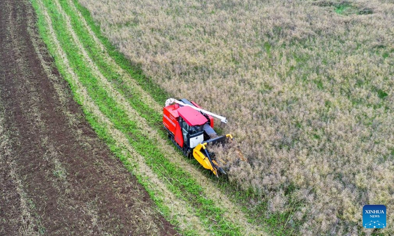 An aerial drone photo taken on May 6, 2026 shows an agricultural machine harvesting rapeseeds in a field in Mawei Village of Xiaoweizhai Subdistrict, Duyun City of southwest China's Guizhou Province. Chinese farmers across the country are busy with field works in early summer (Photo by Xiao Wei/Xinhua)