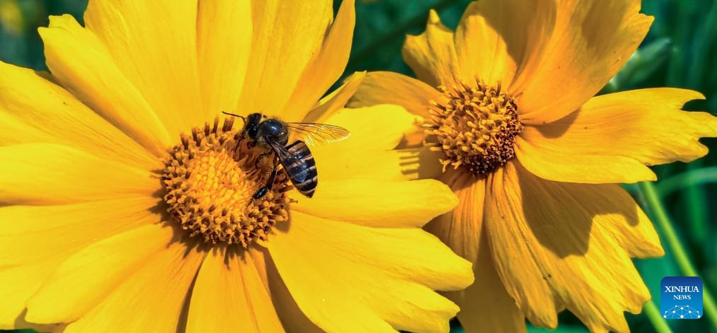 This photo taken with a mobile phone on May 4, 2026 shows a bee resting on a flower in the East Lake scenic area in Wuhan, central China's Hubei Province. (Xinhua/Shen Hongbing)