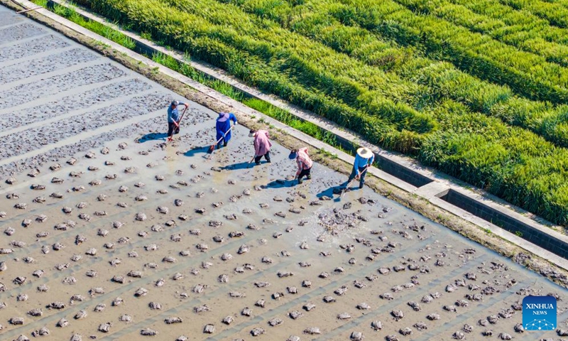 A drone photo taken on May 6, 2026 shows farmers working at an experimental field in Lixiahe, east China's Jiangsu Province. Chinese farmers across the country are busy with field works in early summer. (Photo by Ren Fei/Xinhua)