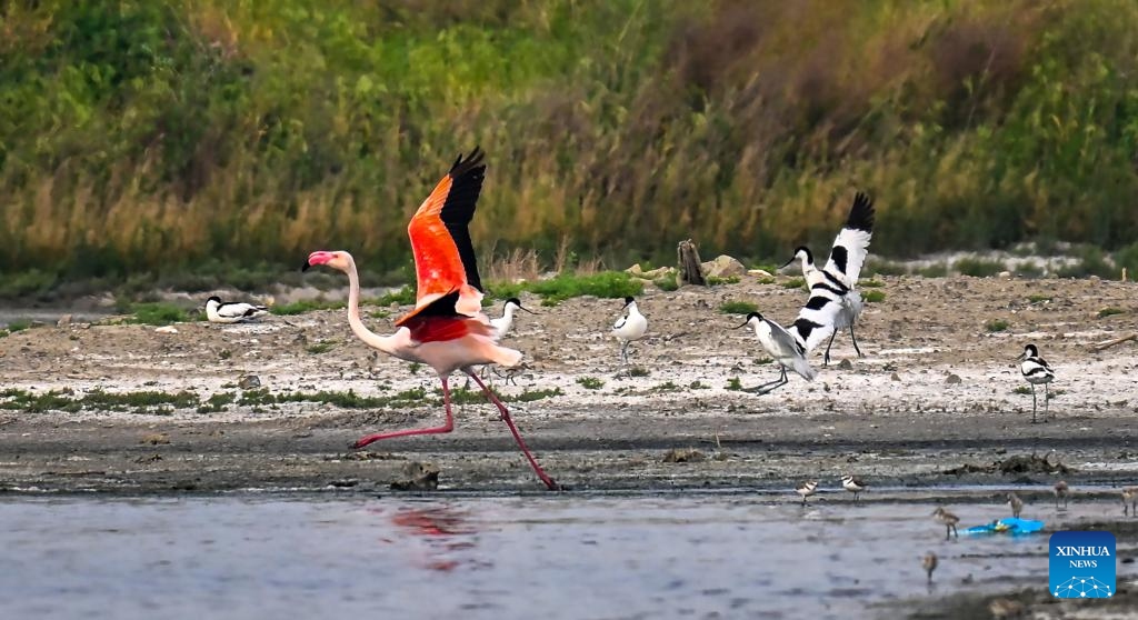 This photo taken on May 6, 2026 shows flamingos and avocets resting at the Yuncheng Salt Lake Wetland in Yuncheng, north China's Shanxi Province. In recent years, Yuncheng has made great efforts to protect the ecological environment of the Yuncheng Salt Lake Wetland. The wetland has become a paradise for birds, as the wetland's ecological environment keeps improving. (Photo by Xue Jun/Xinhua)

