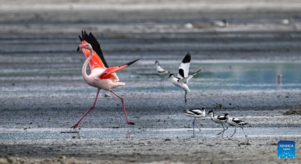 This photo taken on May 6, 2026 shows flamingos and avocets resting at the Yuncheng Salt Lake Wetland in Yuncheng, north China's Shanxi Province. In recent years, Yuncheng has made great efforts to protect the ecological environment of the Yuncheng Salt Lake Wetland. The wetland has become a paradise for birds, as the wetland's ecological environment keeps improving. (Photo by Xue Jun/Xinhua)

