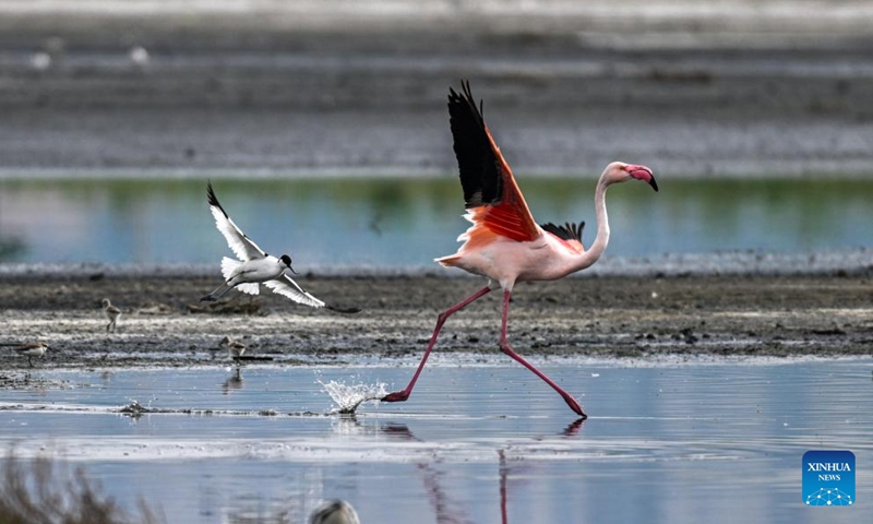 This photo taken on May 6, 2026 shows flamingos and avocets at the Yuncheng Salt Lake Wetland in Yuncheng, north China's Shanxi Province. In recent years, Yuncheng has made great efforts to protect the ecological environment of the Yuncheng Salt Lake Wetland. The wetland has become a paradise for birds, as the wetland's ecological environment keeps improving. (Photo by Xue Jun/Xinhua)

