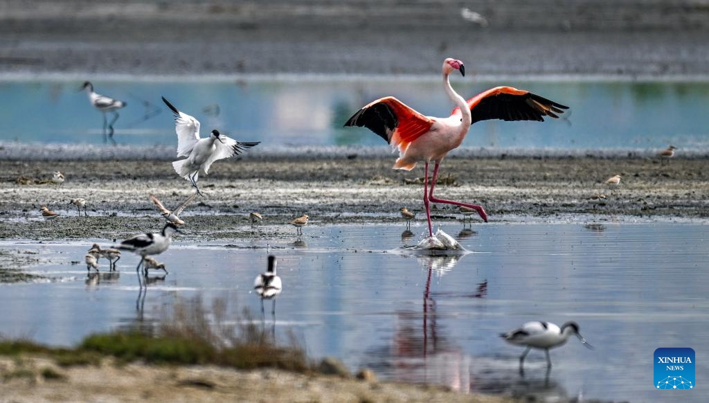 This photo taken on May 6, 2026 shows flamingos and avocets resting at the Yuncheng Salt Lake Wetland in Yuncheng, north China's Shanxi Province. In recent years, Yuncheng has made great efforts to protect the ecological environment of the Yuncheng Salt Lake Wetland. The wetland has become a paradise for birds, as the wetland's ecological environment keeps improving. (Photo by Xue Jun/Xinhua)

