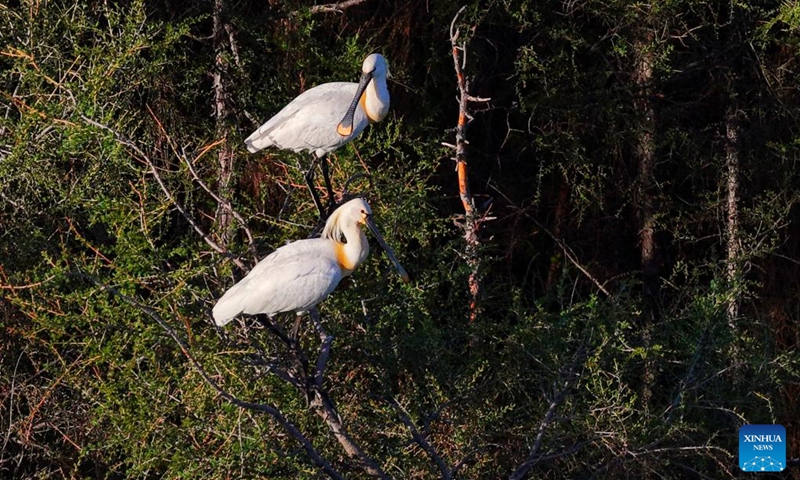 A drone photo taken on May 9, 2026 shows Eurasian spoonbills resting on a tree in Tongjiang, northeast China's Heilongjiang Province. In Heilongjiang, China's northernmost province, migratory birds have currently entered the breeding season. (Photo by Liu Wanping/Xinhua)