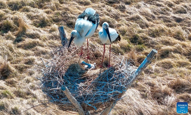 A drone photo taken on May 9, 2026 shows oriental white storks taking care of their babies in the Sanhuanpao National Nature Reserve in northeast China's Heilongjiang Province. In Heilongjiang, China's northernmost province, migratory birds have currently entered the breeding season. (Photo by Qu Yubao/Xinhua)