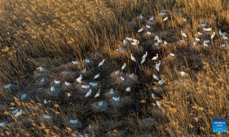 A drone photo taken on May 9, 2026 shows Eurasian spoonbills and other birds incubating their eggs at a national wetland park in Shuangyashan, northeast China's Heilongjiang Province. In Heilongjiang, China's northernmost province, migratory birds have currently entered the breeding season. (Photo by Han Yang/Xinhua)