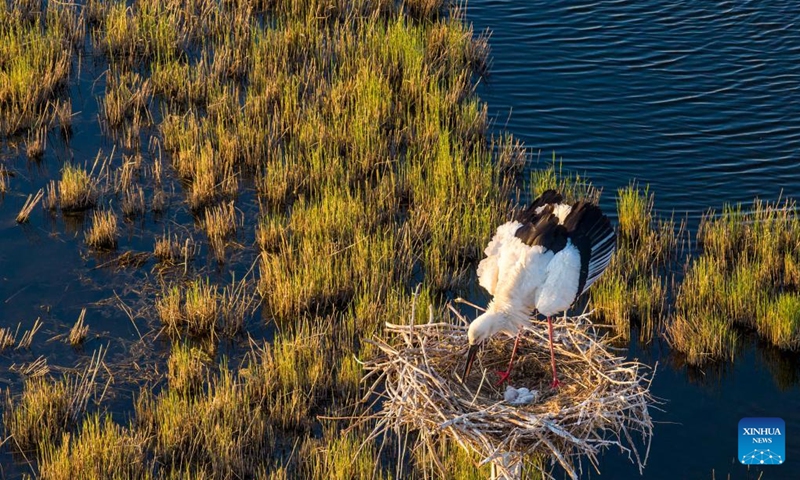 A drone photo taken on May 8, 2026 shows an oriental white stork taking care of its babies at a wetland scenic spot in Zhaodong, northeast China's Heilongjiang Province. In Heilongjiang, China's northernmost province, migratory birds have currently entered the breeding season. (Photo by Liu Dapeng/Xinhua)