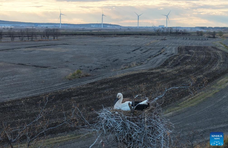 A drone photo taken on May 8, 2026 shows an oriental white stork incubating its eggs at a wetland in Fuyuan, northeast China's Heilongjiang Province. In Heilongjiang, China's northernmost province, migratory birds have currently entered the breeding season. (Photo by Li Yongjun/Xinhua)