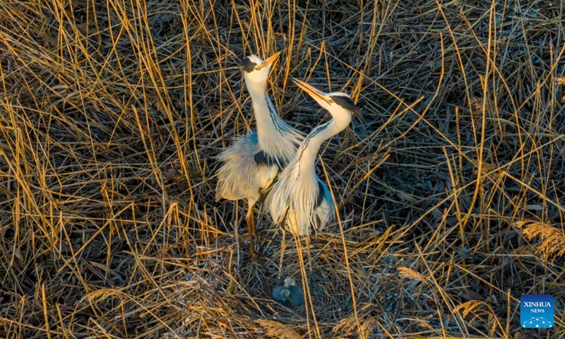 A drone photo taken on May 9, 2026 shows grey herons taking care of their babies at a national wetland park in Shuangyashan, northeast China's Heilongjiang Province. In Heilongjiang, China's northernmost province, migratory birds have currently entered the breeding season. (Photo by Han Yang/Xinhua)