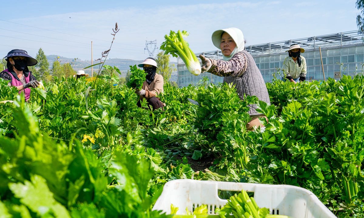 From 'cold resources' to 'hot industry': Xining's cold-climate vegetable sector turns plateau strength into stronger supply capacity