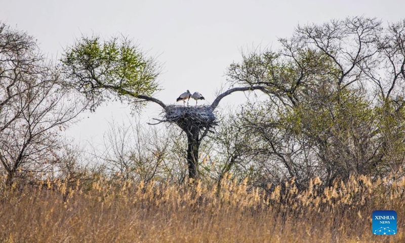 This photo taken on May 9, 2026 shows oriental white storks taking care of their baby at a wetland in the Zhalong National Nature Reserve in Qiqihar, northeast China's Heilongjiang Province. In Heilongjiang, China's northernmost province, migratory birds have currently entered the breeding season. (Photo by Wang Yonggang/Xinhua)