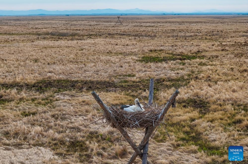 A drone photo taken on May 9, 2026 shows an oriental white stork incubating its eggs at its nest in the Sanhuanpao National Nature Reserve in northeast China's Heilongjiang Province. In Heilongjiang, China's northernmost province, migratory birds have currently entered the breeding season. (Photo by Qu Yubao/Xinhua)