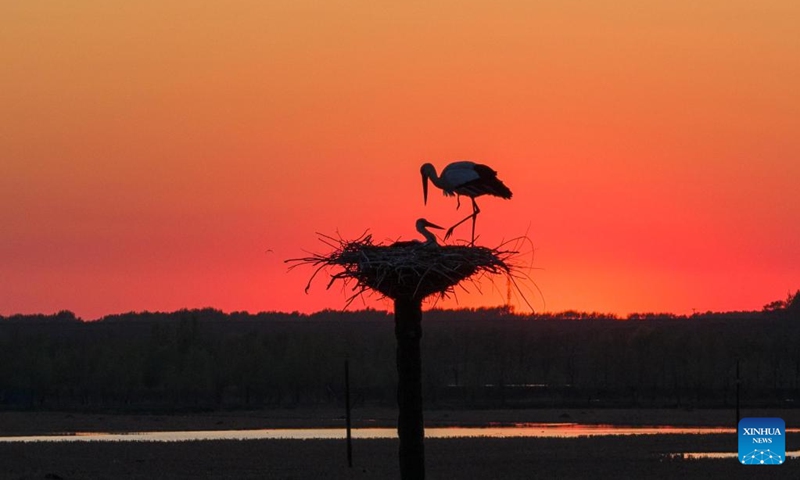 A drone photo taken on May 8, 2026 shows an oriental white stork incubating its eggs at a wetland scenic spot in Zhaodong, northeast China's Heilongjiang Province. In Heilongjiang, China's northernmost province, migratory birds have currently entered the breeding season. (Photo by Liu Dapeng/Xinhua)