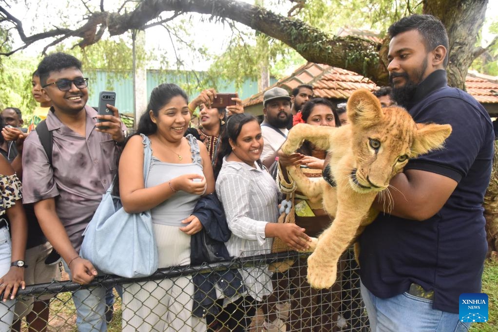 Tourists interact with a lion cub at Dehiwala Zoological Gardens in Dehiwala-Mount Lavinia, Sri Lanka, May 10, 2026. The cubs, born on Dec. 24, 2025, were presented to the public at the zoo on Sunday. (Photo: Xinhua)