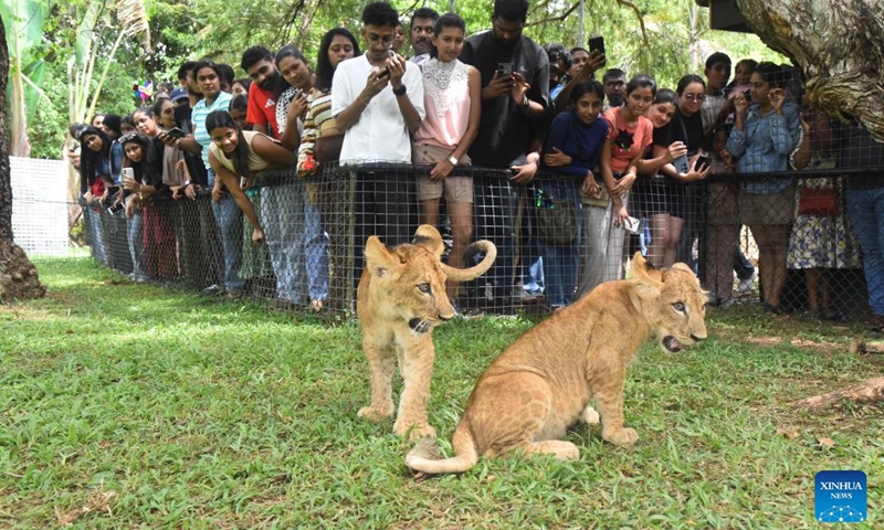Visitors watch the lion cubs at Dehiwala Zoological Gardens in Dehiwala-Mount Lavinia, Sri Lanka, May 10, 2026. The cubs, born on Dec. 24, 2025, were presented to the public at the zoo on Sunday. (Photo: Xinhua)