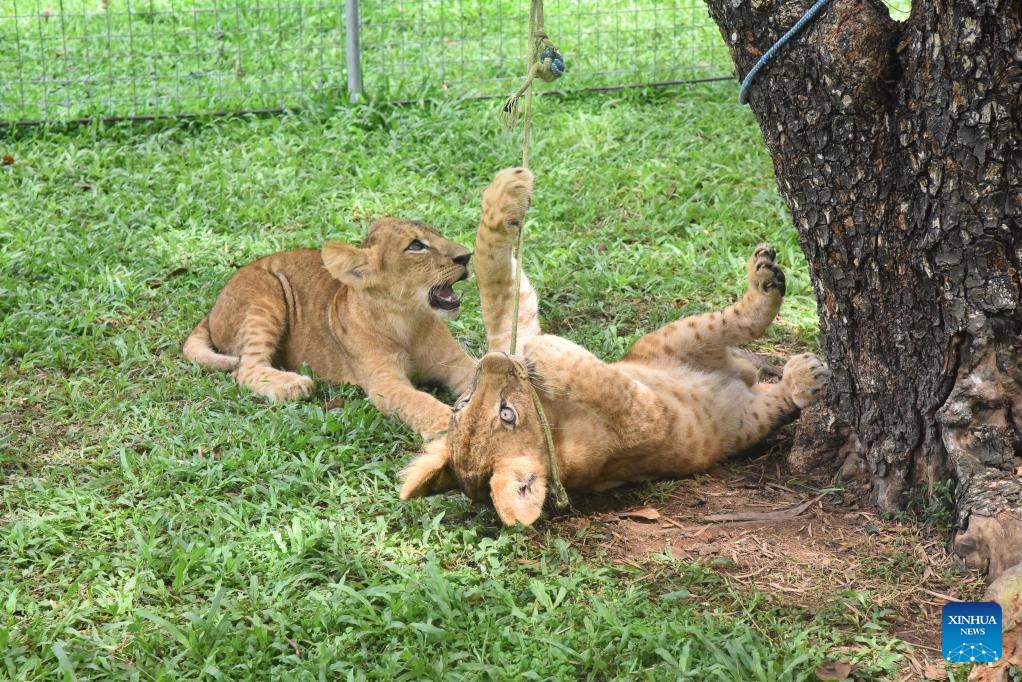 Lion cubs have fun at Dehiwala Zoological Gardens in Dehiwala-Mount Lavinia, Sri Lanka, May 10, 2026. The cubs, born on Dec. 24, 2025, were presented to the public at the zoo on Sunday. (Photo: Xinhua)