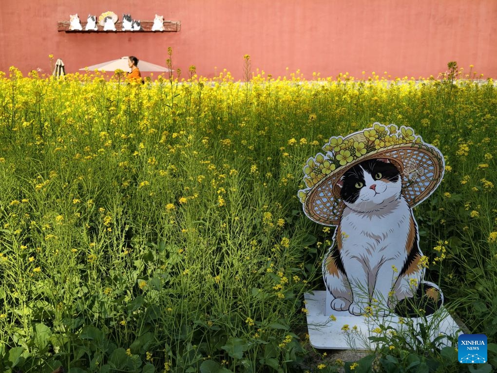 This photo taken on May 11, 2026 shows a cardboard cat standee amid rapeseed flowers at Beihai Park in Beijing, capital of China. (Photo: Xinhua)
