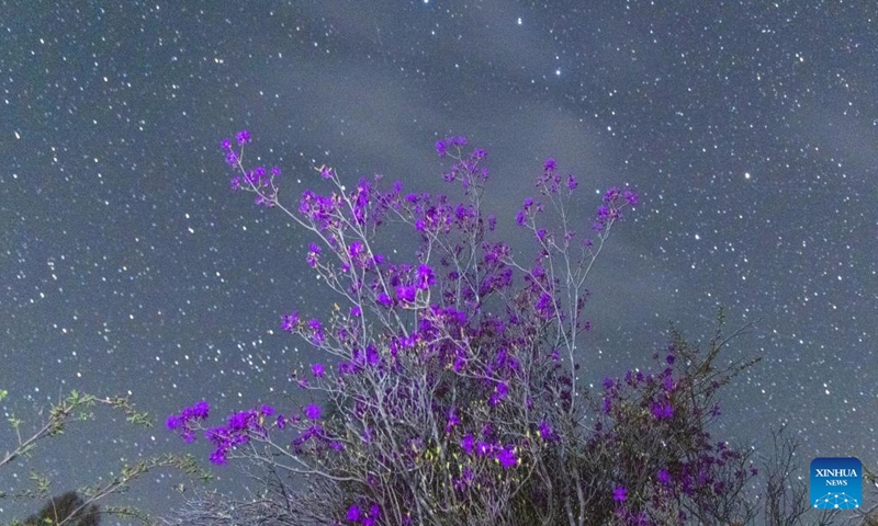 This photo taken on May 9, 2026 shows azalea flowers under starry sky at a farm under Beidahuang Group in northeast China's Heilongjiang Province. Heilongjiang, China's northernmost province, recently has greeted a spectacle of starry sky stretching over blooming flowers. (Photo: Xinhua)