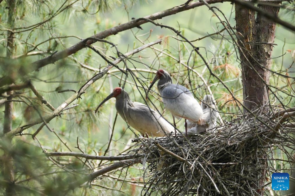 A crested ibis couple guard their chicks inside a nest by a reservoir in Nanzheng District of Hanzhong City, northwest China's Shaanxi Province, May 10, 2026. Crested ibises have recently entered a critical period of their breeding process in Hanzhong of Shaanxi. (Photo: Xinhua)