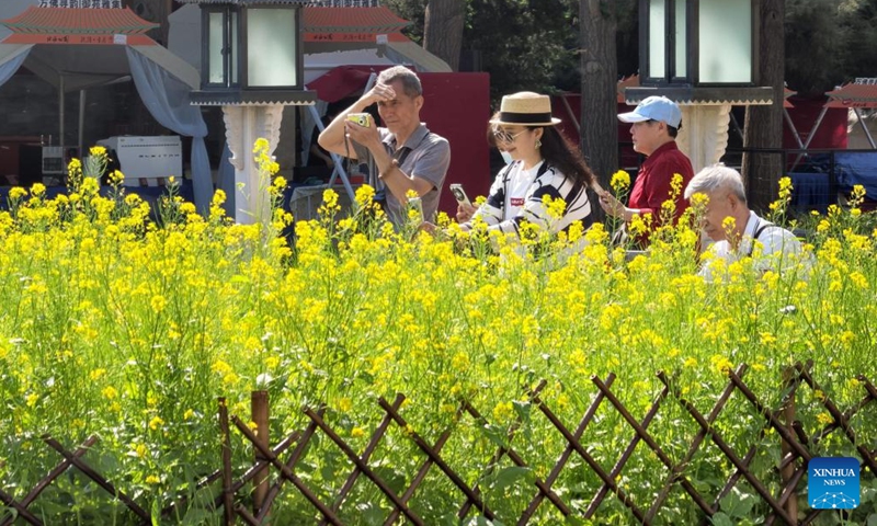 Tourists take photos of rapeseed flowers at Beihai Park in Beijing, capital of China, May 11, 2026.. (Photo: Xinhua)