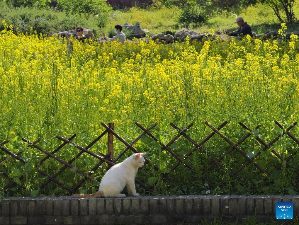 A cat is pictured next to rapeseed flowers at Beihai Park in Beijing, capital of China, May 11, 2026. (Photo: Xinhua)