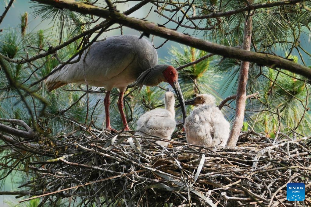 A crested ibis nurtures its chicks by a reservoir in Nanzheng District of Hanzhong City, northwest China's Shaanxi Province, May 10, 2026. Crested ibises have recently entered a critical period of their breeding process in Hanzhong of Shaanxi. (Photo: Xinhua)