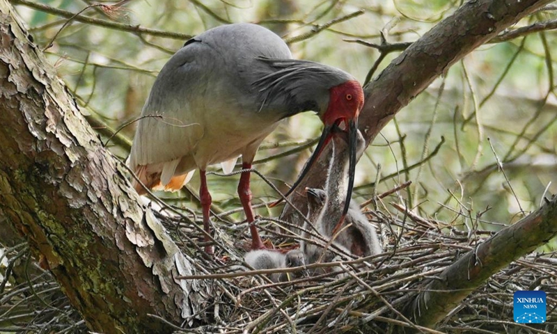 A crested ibis nurtures its chicks by a reservoir in Nanzheng District of Hanzhong City, northwest China's Shaanxi Province, May 10, 2026. Crested ibises have recently entered a critical period of their breeding process in Hanzhong of Shaanxi.  (Photo: Xinhua)