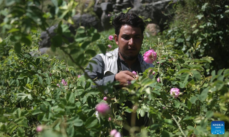 A person picks rose petals at a rose garden in Nangarhar province, Afghanistan, May 4, 2026. (Photo: Xinhua)