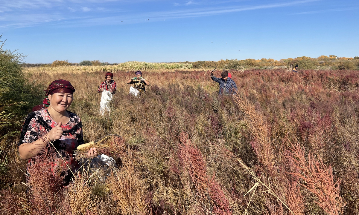 Uzbek residents harvest crops in a botanical garden jointly built by China and Uzbekistan in the Aral Sea region. Photo: Courtesy of the Xinjiang Institute of Ecology and Geography, CAS 
