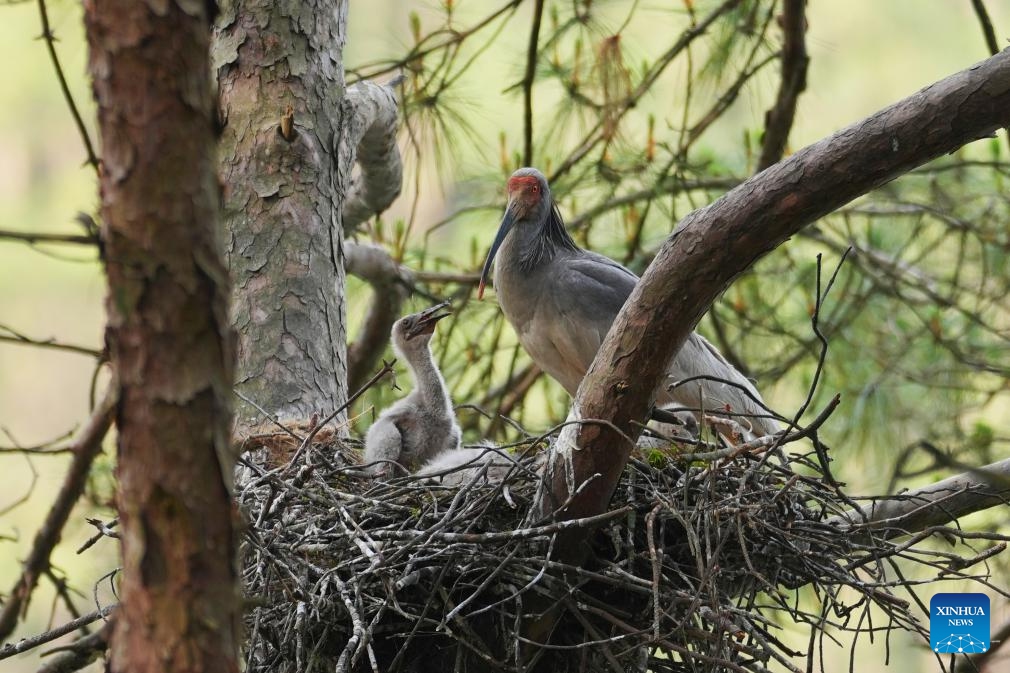 Crested ibises are pictured inside a nest by a reservoir in Nanzheng District of Hanzhong City, northwest China's Shaanxi Province, May 10, 2026. Crested ibises have recently entered a critical period of their breeding process in Hanzhong of Shaanxi. (Photo: Xinhua)