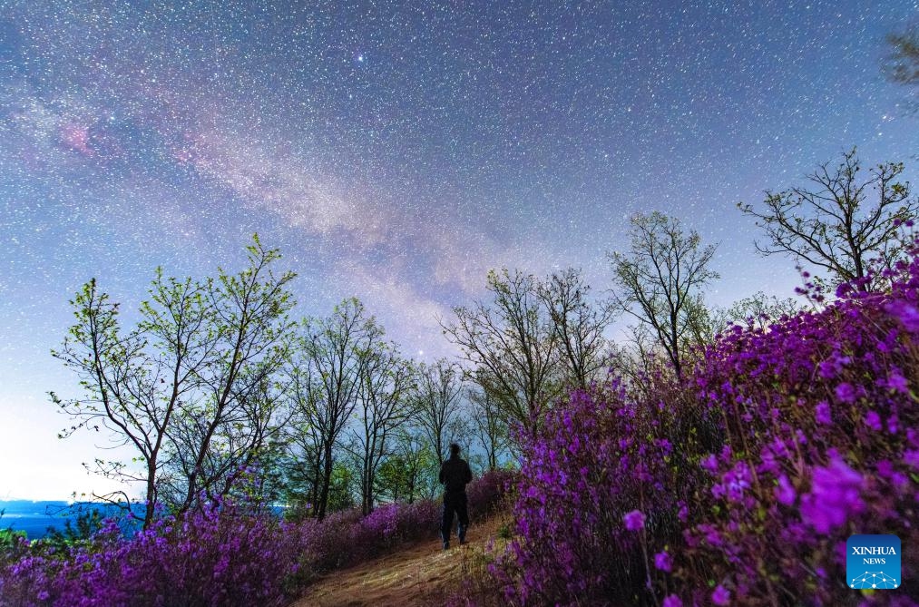 This photo taken on May 6, 2026 shows azalea flowers under starry sky in Fujin, northeast China's Heilongjiang Province. Heilongjiang, China's northernmost province, recently has greeted a spectacle of starry sky stretching over blooming flowers. (Photo: Xinhua)