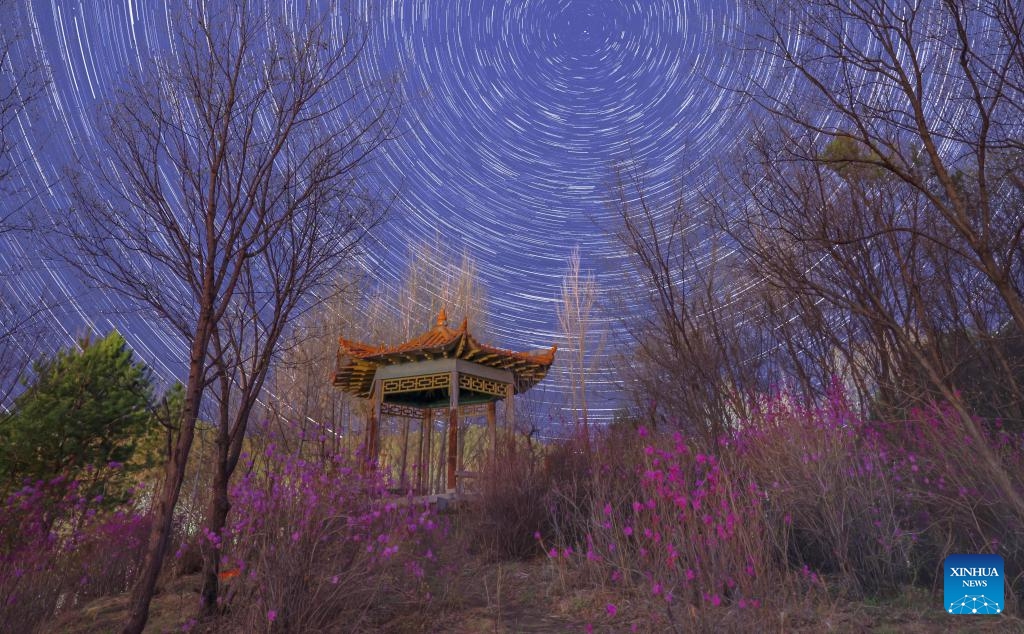 This stack composite photo taken on May 6, 2026 shows azalea flowers under starry sky in Yimei District of Yichun, northeast China's Heilongjiang Province. Heilongjiang, China's northernmost province, recently has greeted a spectacle of starry sky stretching over blooming flowers. (Photo: Xinhua)