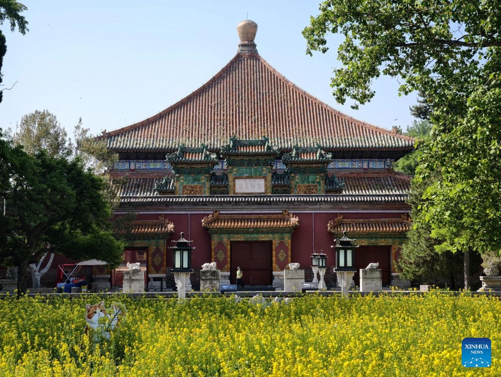 This photo taken on May 11, 2026 shows rapeseed flowers at Beihai Park in Beijing, capital of China. (Photo: Xinhua)