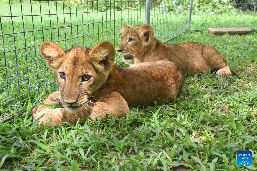Lion cubs are pictured at Dehiwala Zoological Gardens in Dehiwala-Mount Lavinia, Sri Lanka, May 10, 2026. The cubs, born on Dec. 24, 2025, were presented to the public at the zoo on Sunday. (Photo: Xinhua)