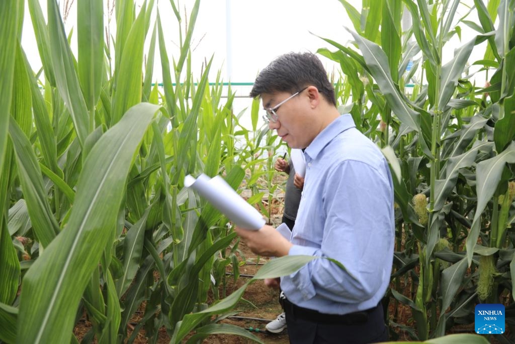 A researcher of the Tian Shu (Heavenly Book) initiative works in the field in Sanya City, south China's Hainan Province, Jan. 19, 2026. (Xinhua)