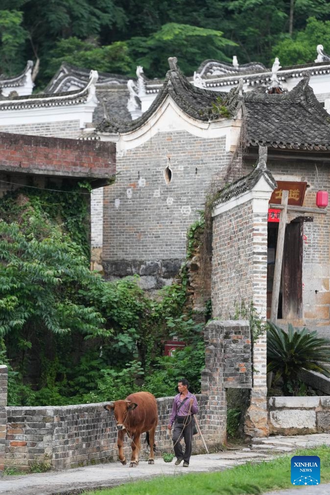 A villager walks past the ancient residences with his cow in Baojing Village of Yongzhou, central China's Hunan Province, May 9, 2026. Nestled amid the mountains of Jianghua Yao Autonomous County in Yongzhou, Baojing Village was built by the ancestors of the He family in 1650, and is therefore called the Courtyard of Family He. There are 180 existing ancient residences, 7 gate towers and 36 alleys.