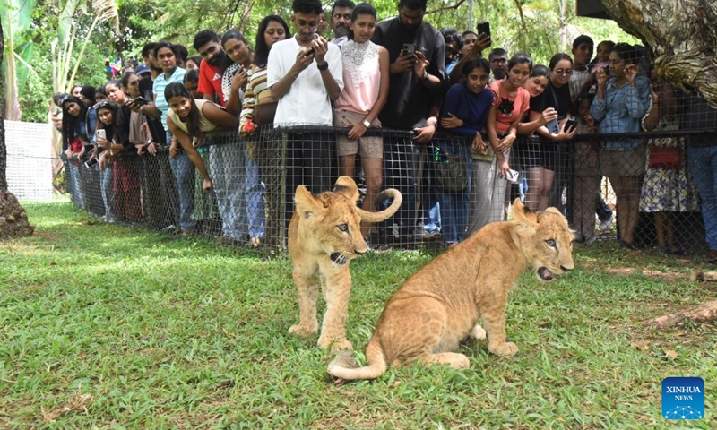 Visitors watch the lion cubs at Dehiwala Zoological Gardens in Dehiwala-Mount Lavinia, Sri Lanka, May 10, 2026. The cubs, born on Dec. 24, 2025, were presented to the public at the zoo on Sunday. (Photo by Gayan Sameera/Xinhua)