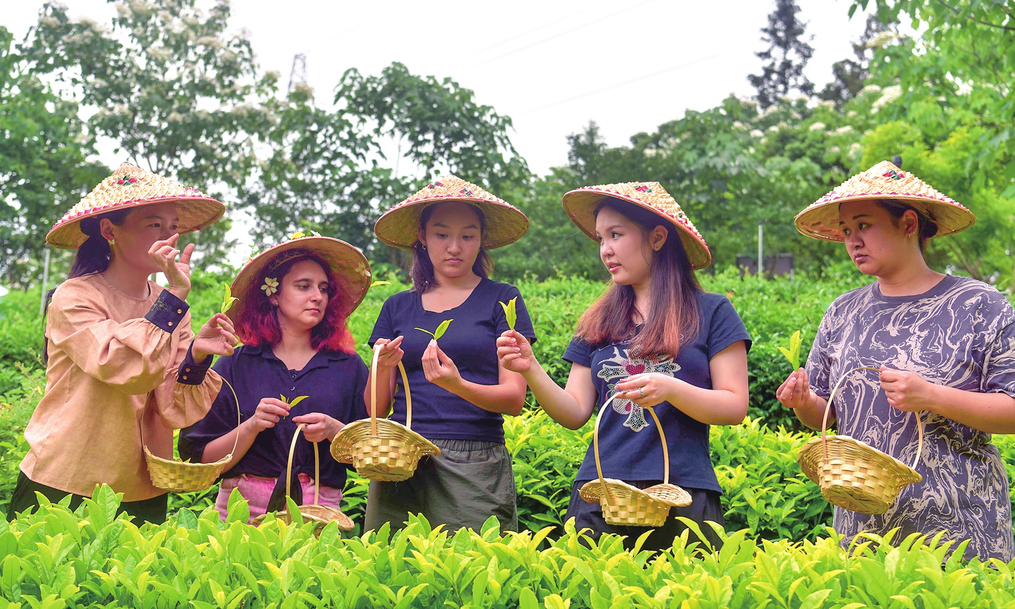 International students visit a tea mountain in Wuyishan city, Southeast China's Fujian Province on May 12, 2026, to participate in the harvesting of fresh rock tea leaves. This hands-on activity enhanced their understanding of the profound heritage of Chinese tea culture and deepened their appreciation of traditional Chinese culture. Photo: VCG