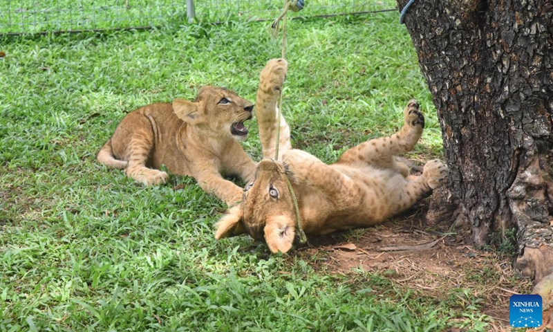 Lion cubs have fun at Dehiwala Zoological Gardens in Dehiwala-Mount Lavinia, Sri Lanka, May 10, 2026. The cubs, born on Dec. 24, 2025, were presented to the public at the zoo on Sunday. (Photo by Gayan Sameera/Xinhua)