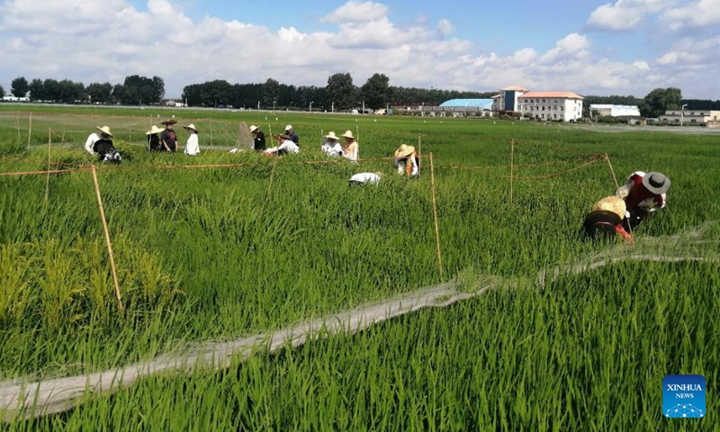 This photo taken in March 2026 shows researchers of the Tian Shu (Heavenly Book) initiative investigating the condition of core germplasm resources of rice in Sanya City, south China's Hainan Province. (Xinhua)